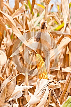 Corn field at harvest time