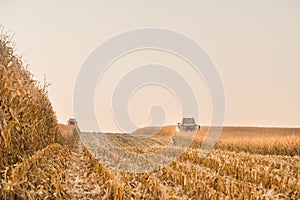 Corn field harvesting