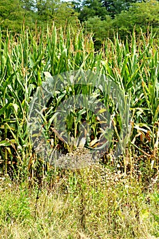 Corn field in the harvesting time. Typical rural landscape in the plains of Transylvania, Romania.