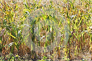 The corn field has dried out after a long period of heat due to climate change - the effects of global warming on agriculture. Bad