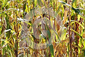 The corn field has dried out after a long period of heat due to climate change - the effects of global warming on agriculture. Bad