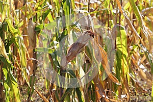 The corn field has dried out after a long period of heat due to climate change - the effects of global warming on agriculture. Bad