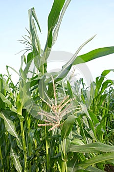 Corn field have flowers view sun light in the morning