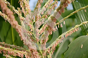 Corn field have flowers view sun light in the morning