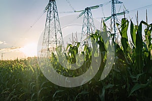 Corn field with high voltage power line on background