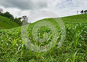 Corn field hill in cloudy day.