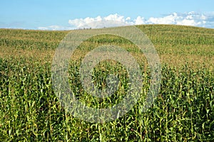 Corn field and hill under blue summer sky with clouds