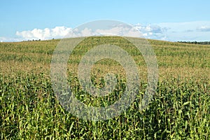 Corn field and hill under blue summer sky with clouds