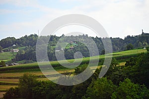 Corn field on hills landscape Slovenia Europe