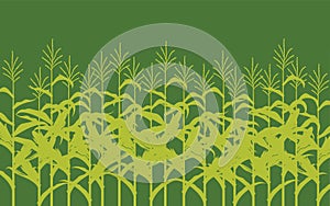 corn field illustration