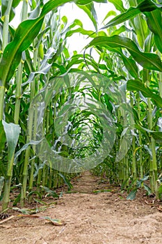 Corn field inside