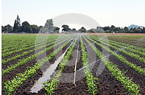 Corn field with irrigation