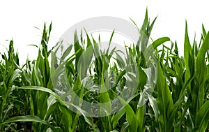 Corn field, isolated