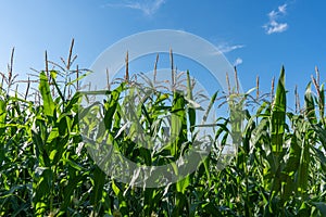 Corn field, juicy corn sprouts