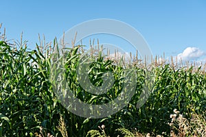 Corn field, juicy corn sprouts