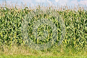 Corn field just before harvest