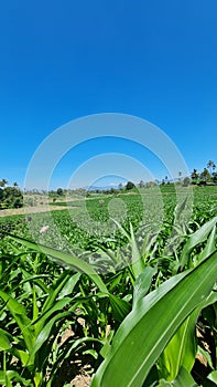Corn Field in Karo Land North Sumatera
