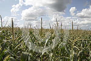 Corn filed in Zeeland