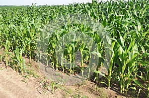 Corn field landsape. Corn farming photo