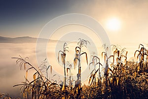 Corn Field and Landscape Meadow at Morning Sunrise Background, Rural Agriculture Fields With Mountain Hill and Fog on Silhouette