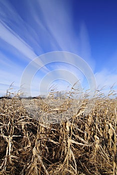 Corn field at late autumn