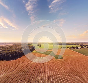 Corn field in late summer. Aerial farming landscape