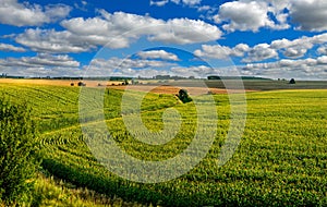 Corn field lines and beautiful landscapes