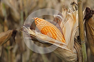 Corn field, Maize also known as corn, version 5