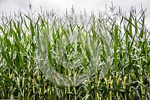 Corn field with mature plants