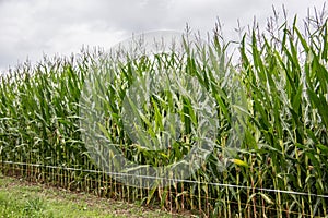Corn field with mature plants