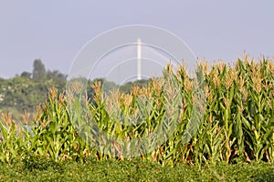Corn field on Mekong River in Vietnam