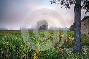 Corn field in the morning mist