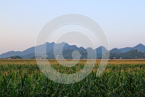 Corn field and mountain