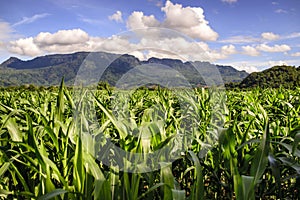 Corn field mountain