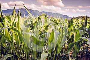 Corn field mountain in the evening.