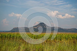 Corn Field and Mountains near Clarens, Free State, South Africa