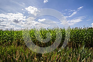 Corn field n the village Karwienskie Blota Drugie 2018