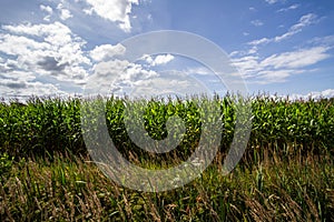 Corn field n the village Karwienskie Blota Drugie 2018