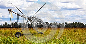 Corn field in the outback Australia