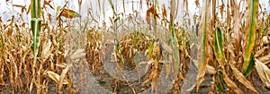 Corn field panorama with corn plants