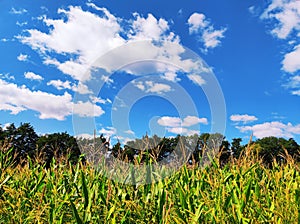 Corn field in picturesque scenery with deep blue sky