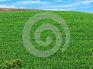 Corn field plantation in Brazil - green pattern abstract