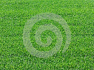 Corn field plantation in Brazil - green pattern abstract texture