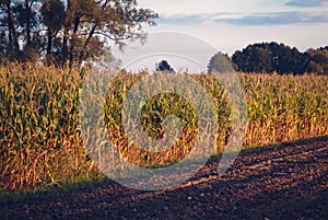 Corn field in Poland