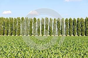 Corn field and poplars near Mortara (Italy)