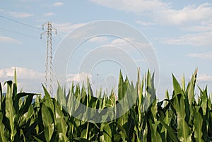 Corn Field and Pylon 1