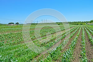 Corn field in Quebec