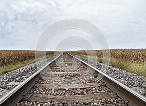 Corn field by the railroad tracks