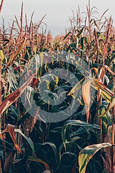 Corn field in the rays of the setting sun.