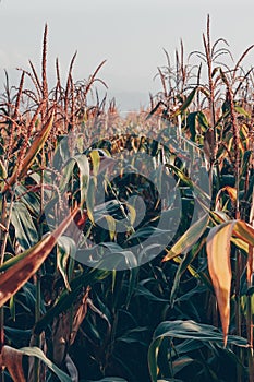 Corn field in the rays of the setting sun.